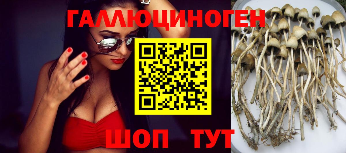 Галлюциногенные грибы Psilocybine cubensis Новочебоксарск